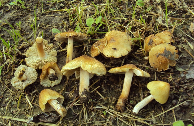 probabile Inocybe rimosa